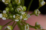 Roadside pennycress 